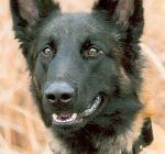 Aurora police dog takes a bite out of suspect and assists in arrest