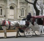 Decision on horse-carriages in Chicago drawn out