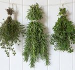 Getting herbs from the garden ready for winter use