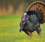 Gobble up these fun facts about turkeys