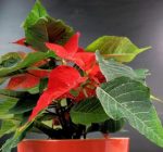 Caring for poinsettias after the holidays