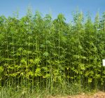Industrial hemp permits available in time for spring planting in Illinois