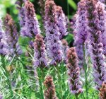 Improve your gardens: Four Seasons webinar offers tips