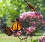 Project acts on protecting Illinois’ monarchs   
