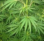 Marijuana sales bring in $52 million in state revenue