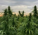 Growing hemp industry drives new Midwest research project