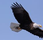 ‘Eagle Watch’ set for Jan. 9 at Four Rivers in Channahon