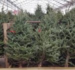 What to know when selecting a Christmas tree