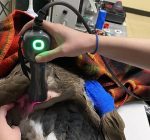 New laser helps center treat injured native wildlife
