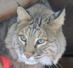 Help residents at Willowbrook Wildlife Center through animal adoptions