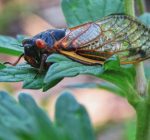 Don’t believe cicada hype: Big brood won’t emerge here this year