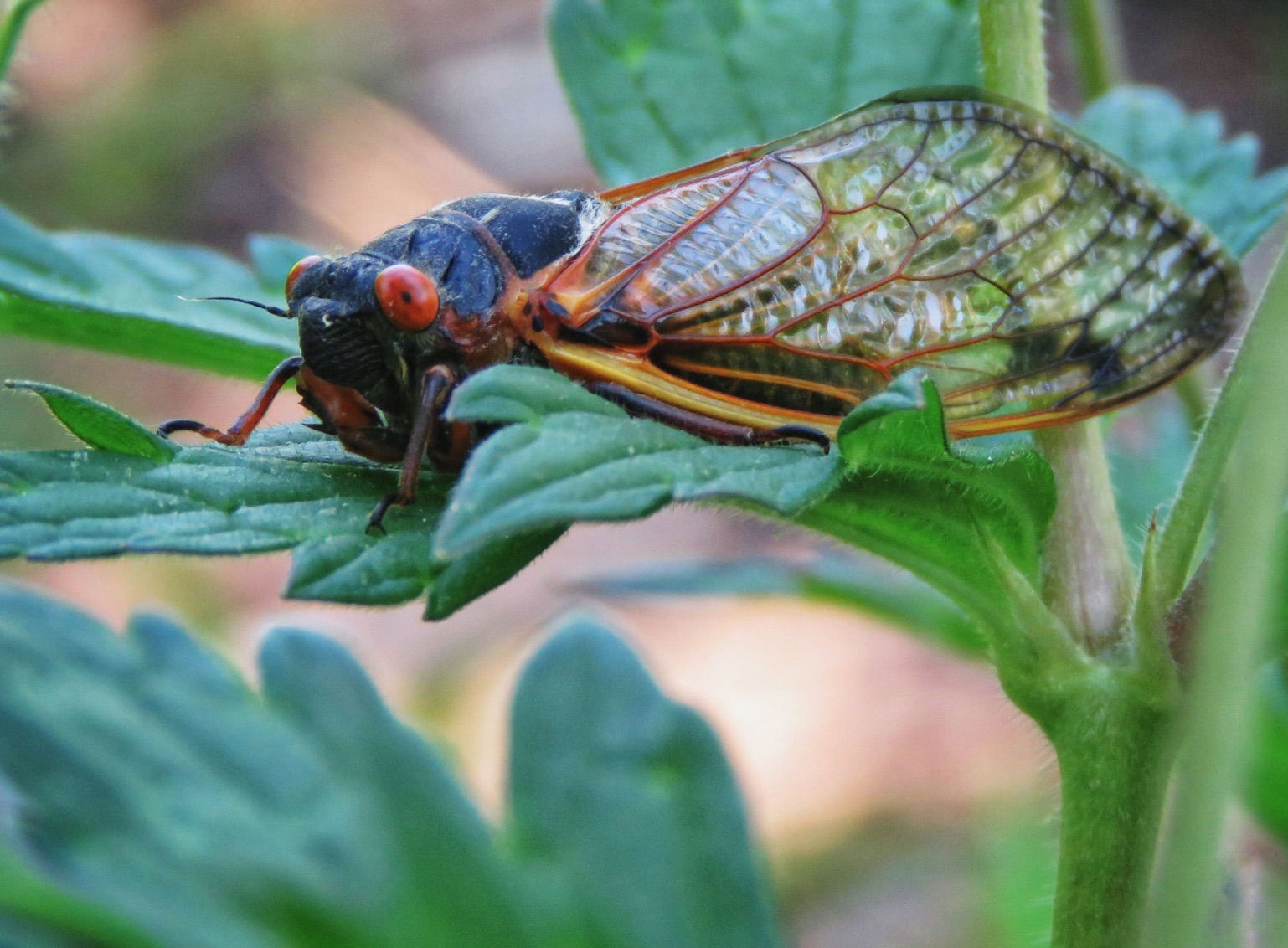 Don’t believe cicada hype Big brood won’t emerge here this year