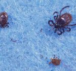 Public health officials offer tips to avoid tick bites