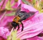 Edwardsville earns Pollinator Pathway designation