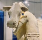 State Fair butter cow unveiled