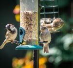 IDNR says use of backyard bird feeders, bird baths may resume