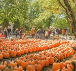 Apple orchards, pumpkin patches welcome fall customers