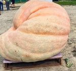Growing giants in the land of pumpkins  