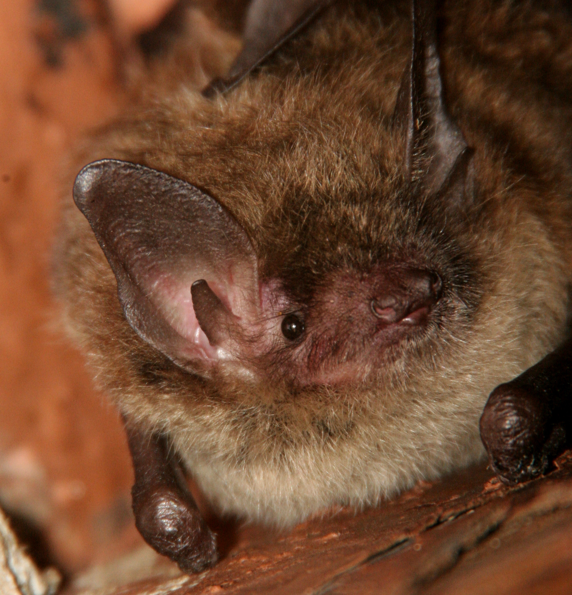 Cook County animal control warns of rabid bats - Chronicle Media