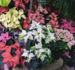 Poinsettias add a rainbow of color to holiday décor