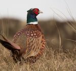IDNR stresses safe hunting practices this season