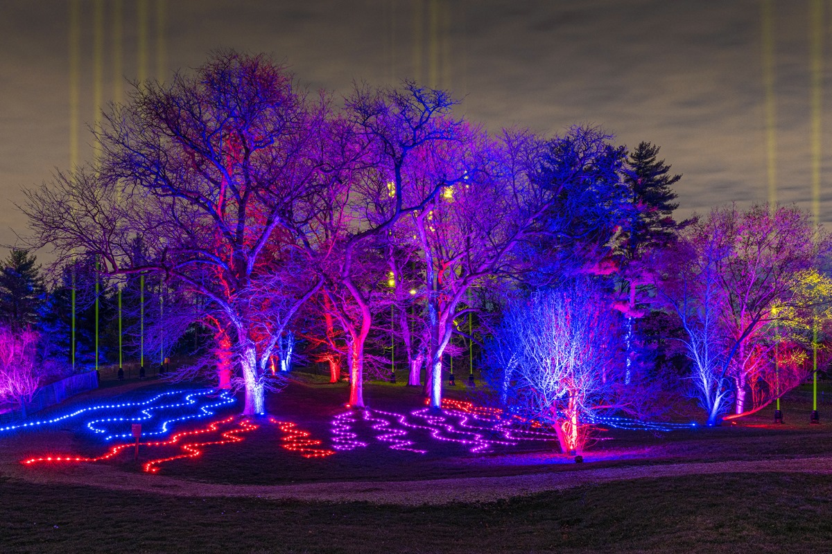 Get Illuminated this holiday season at The Morton Arboretum Chronicle