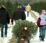 What to know when getting a fresh Christmas tree