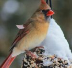 Keep the birds fed this winter by making your own feeder