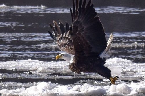 Enjoy a winter weekend enjoying eagle watching in Illinois
