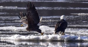 Enjoy a winter weekend enjoying eagle watching in Illinois - Chronicle Media