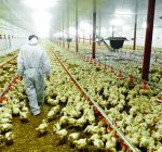 R.F.D. NEWS & VIEWS:  IDOA warns of bird flu risk