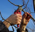This is the time for pruning trees to prepare for new growth