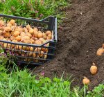 Try growing potatoes this spring