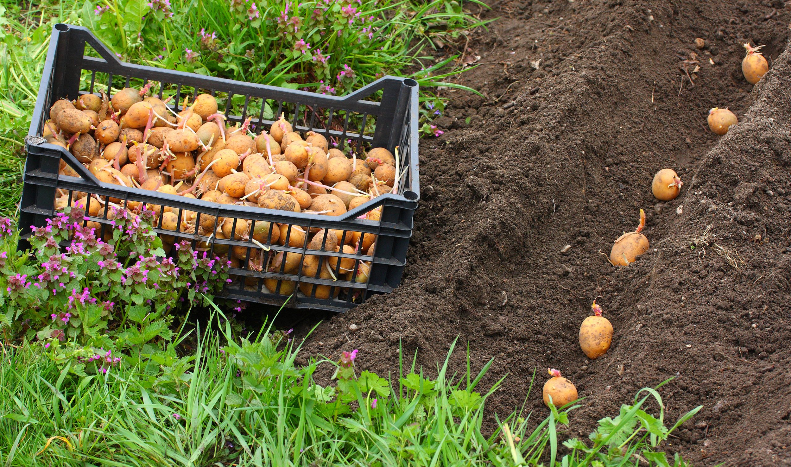 Когда можно сажать картошку в 2024 году. Посадка картофеля. Картошка на грядке. Посев картошки. Сажание картошки.