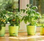 How to have success growing an indoor kitchen garden