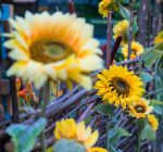 How to grow sunflowers at home – A great addition to any garden