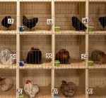 R.F.D. NEWS & VIEWS: 4-H poultry exhibits in question