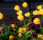 Best way to care for spring bulbs after flowers are gone