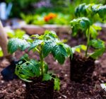 Think tomatoes, peppers and onions: Time to plant them is now