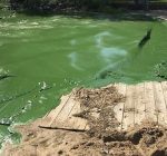 As summer heats up, be aware of harmful algal blooms on waters