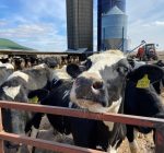 Dairy Month spotlights a resilient industry in Illinois