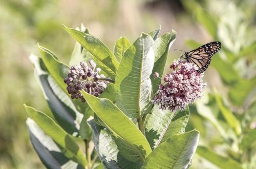 Illinois expert says conservation remains important for monarchs