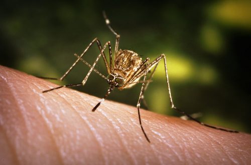 Officials urge residents to follow West Nile virus prevention plan