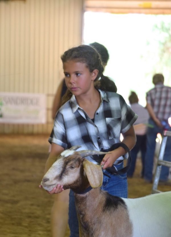 Tazewell County Fair celebrates on work of 4H Chronicle Media