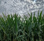 R.F.D. NEWS & VIEWS: USDA issues August crop estimates