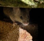 Mice infestations are common, but are also preventable