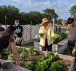 Community gardens fight food insecurity close to home