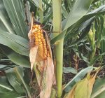 R.F.D. NEWS & VIEWS: Illinois corn at 3 percent maturity