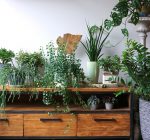 Tips for moving houseplants indoors and overwinter care