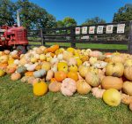 Enjoy fall to its fullest with these family activities